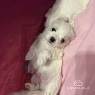 Maltese - Both