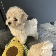 Maltipoo - Both