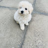 Maltipoo - Both