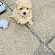 Maltipoo - Both