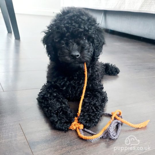 Miniature Poodle - Dogs