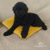 Miniature Poodle - Dogs