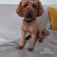 Miniature Poodle - Dogs