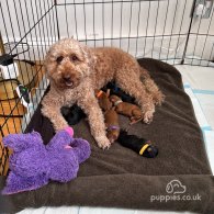 Miniature Poodle - Both