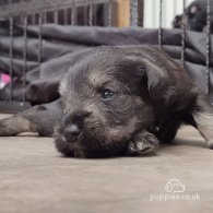 Miniature Schnauzer - Both