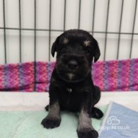 Miniature Schnauzer - Both