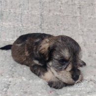 Miniature Schnauzer - Both