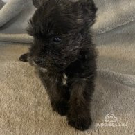 Miniature Schnauzer - Dogs