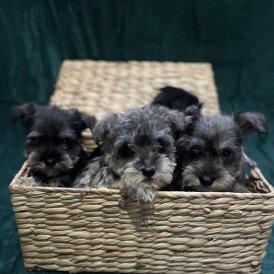 Miniature Schnauzer - Both