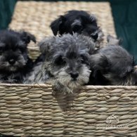 Miniature Schnauzer - Both