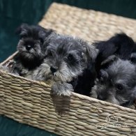 Miniature Schnauzer - Both