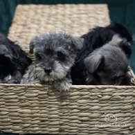 Miniature Schnauzer - Both