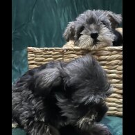 Miniature Schnauzer - Both