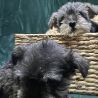 Miniature Schnauzer - Both