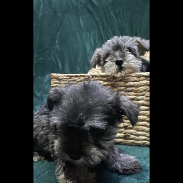 Miniature Schnauzer - Both