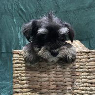 Miniature Schnauzer - Both