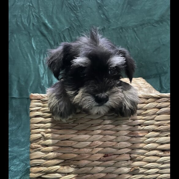 Miniature Schnauzer - Both