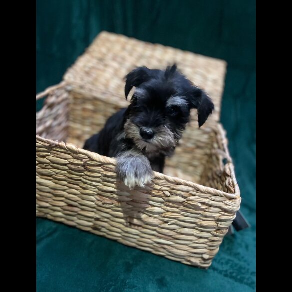 Miniature Schnauzer - Both