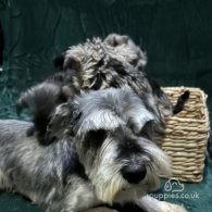 Miniature Schnauzer - Both