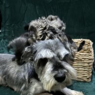 Miniature Schnauzer - Both