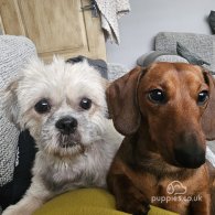 Mixed Breed - Both