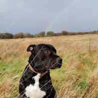 Mixed Breed - Both