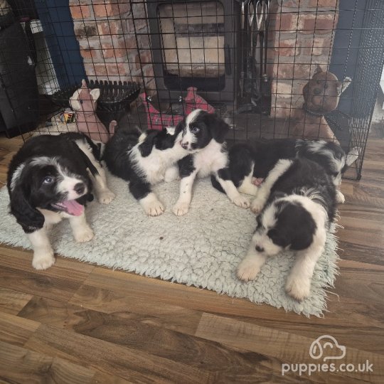 Old English Sheepdog - Both