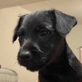 Patterdale Terrier - Both