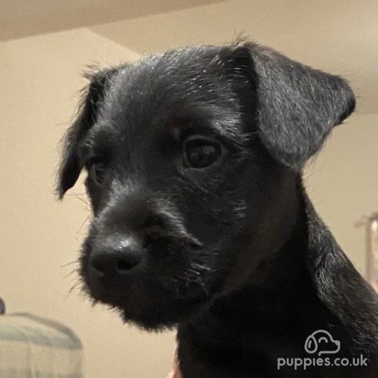 Patterdale Terrier - Both