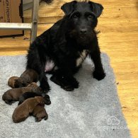 Patterdale Terrier - Both