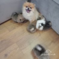 Pomeranian - Both