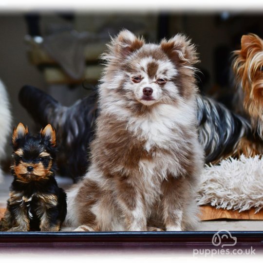 Pomeranian - Dogs