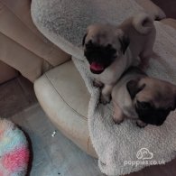 Pug - Both