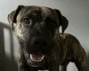Rhodesian Ridgeback
