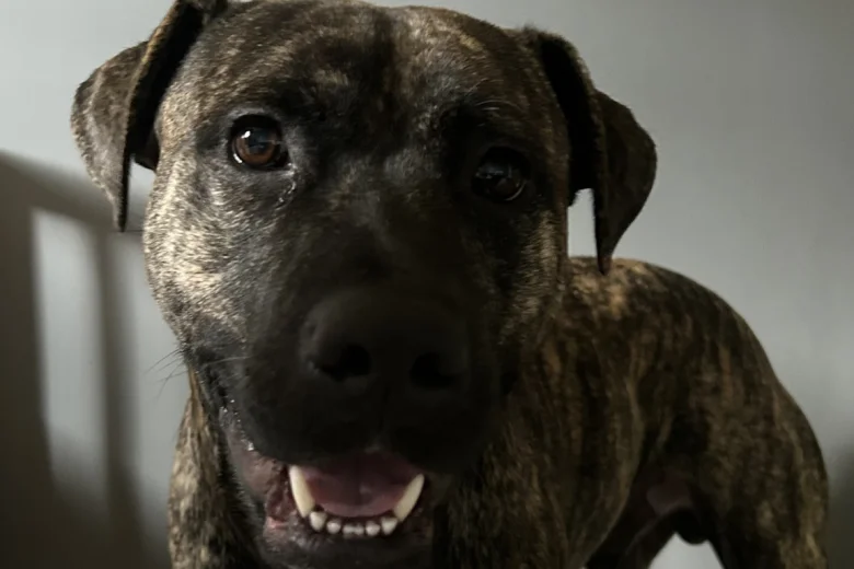 Rhodesian Ridgeback