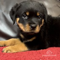 Rottweiler - Dogs