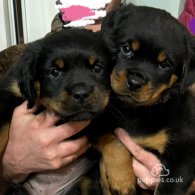 Rottweiler - Dogs