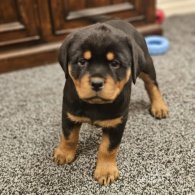 Rottweiler - Both