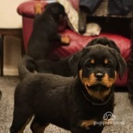 Rottweiler - Both