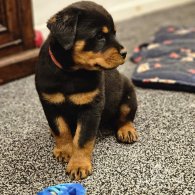 Rottweiler - Both