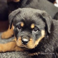 Rottweiler - Both