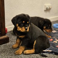 Rottweiler - Both