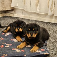 Rottweiler - Both