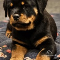 Rottweiler - Both