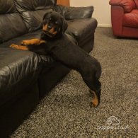 Rottweiler - Both