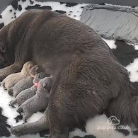 Shar Pei - Both