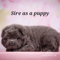 Shar Pei - Both