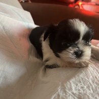 Shih Tzu - Both