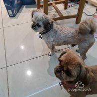 Shih Tzu - Dogs