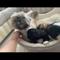 Shih Tzu - Both